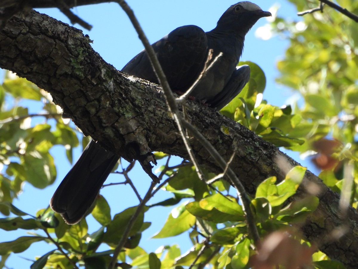 White-crowned Pigeon - ML643865226