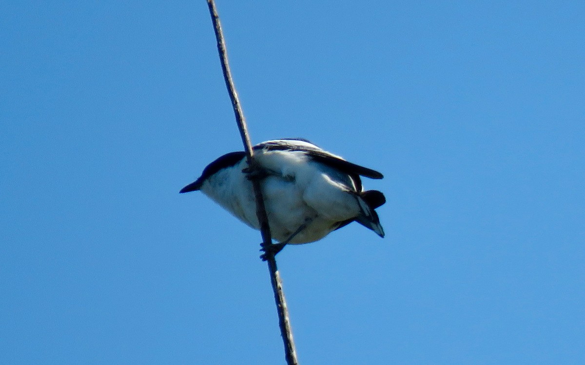 White-winged Triller - ML643865232