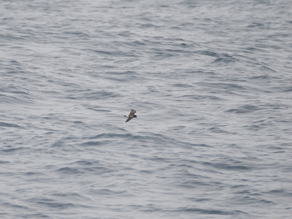 Townsend's Storm-Petrel - ML643865239