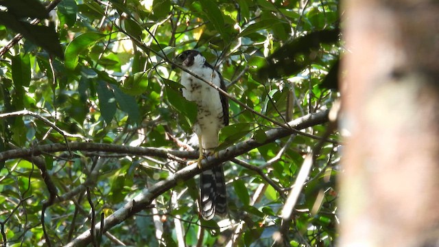 Collared Forest-Falcon - ML643865246