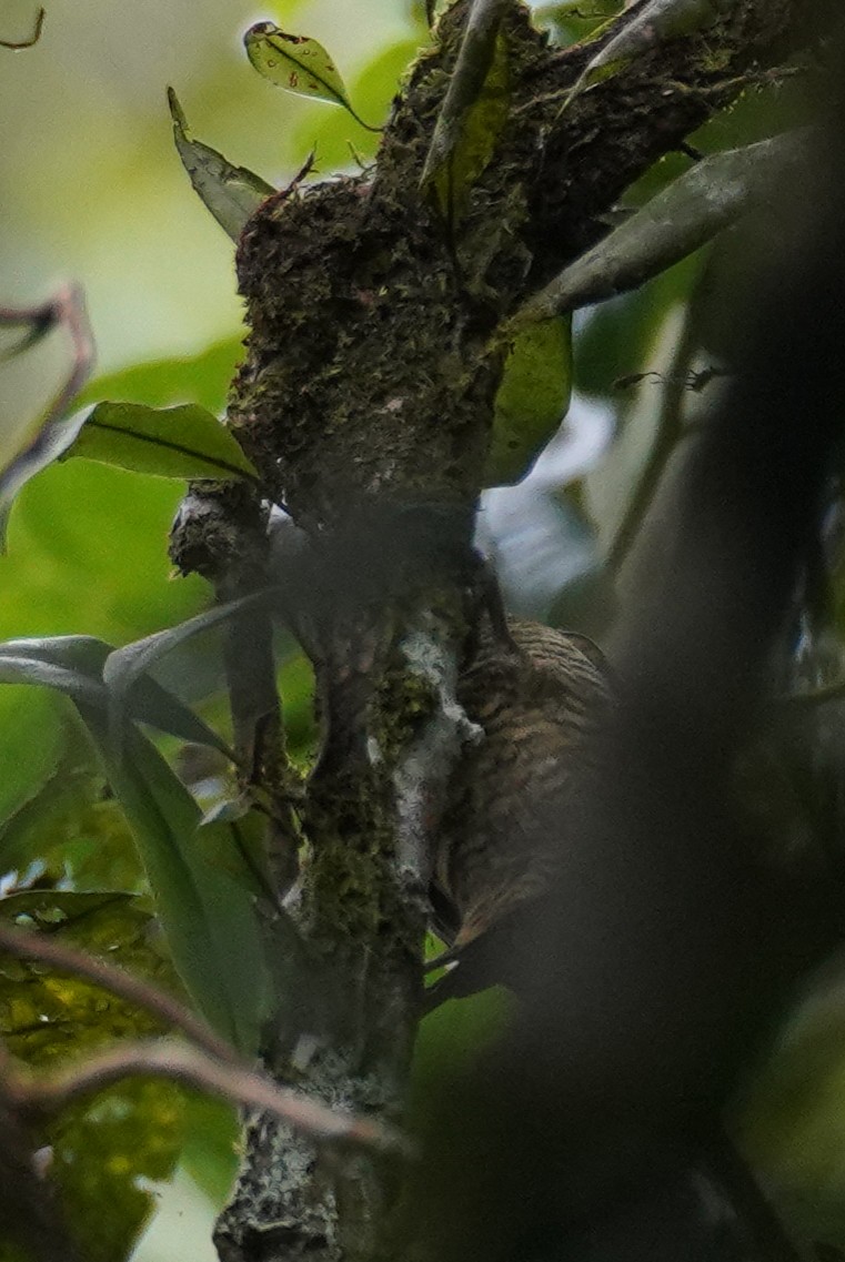 Rufous-winged Woodpecker - ML643865247