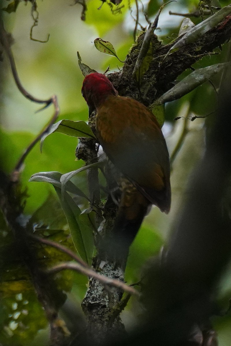 Rufous-winged Woodpecker - ML643865248
