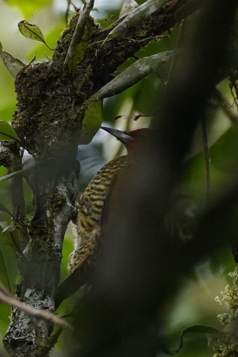 Rufous-winged Woodpecker - ML643865249