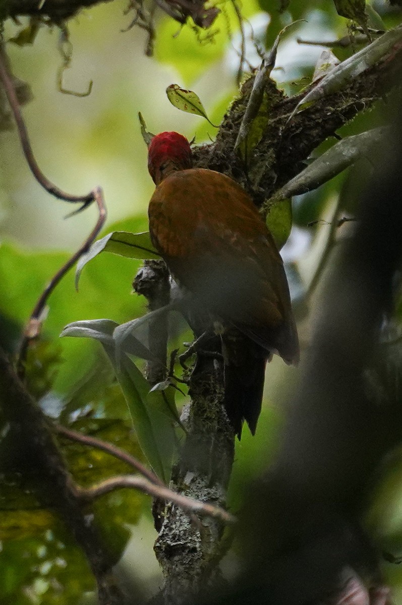 Rufous-winged Woodpecker - ML643865250