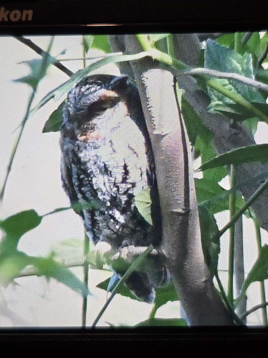Flammulated Owl - ML643865256