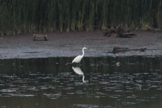 Airone bianco maggiore - ML643865258