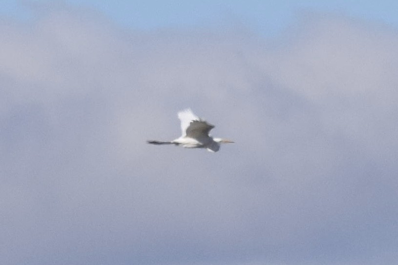 Airone bianco maggiore - ML643865259