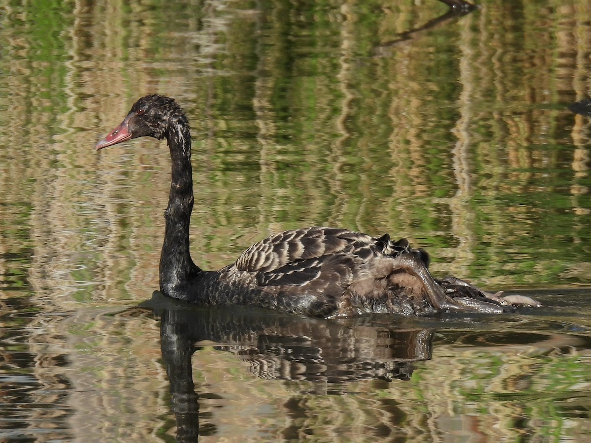 Black Swan - ML643865275