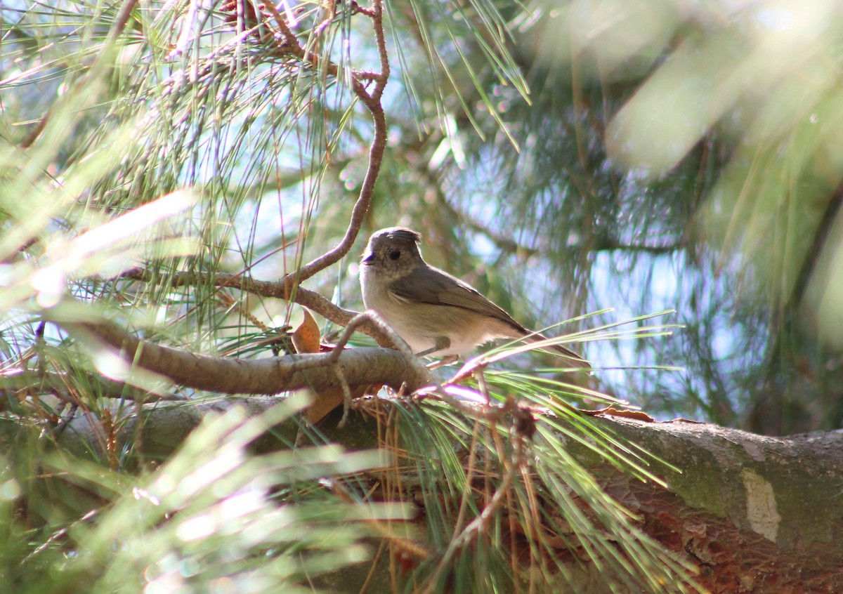 Oak Titmouse - ML643865294