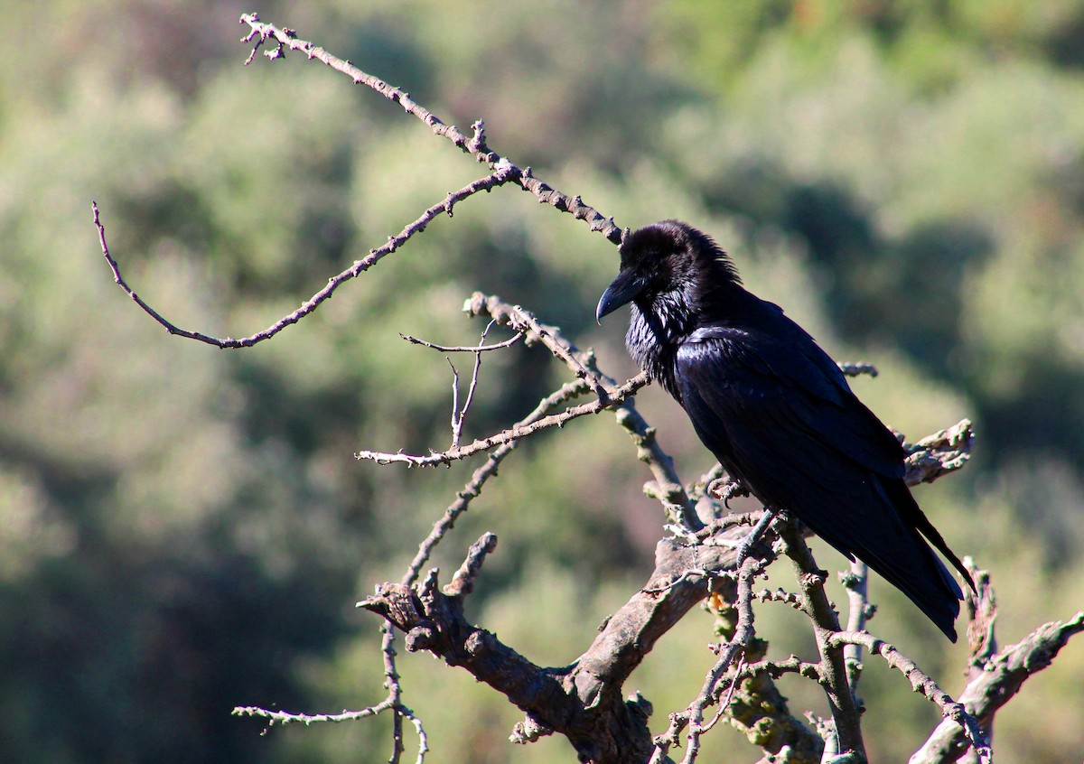 Common Raven - ML643865297