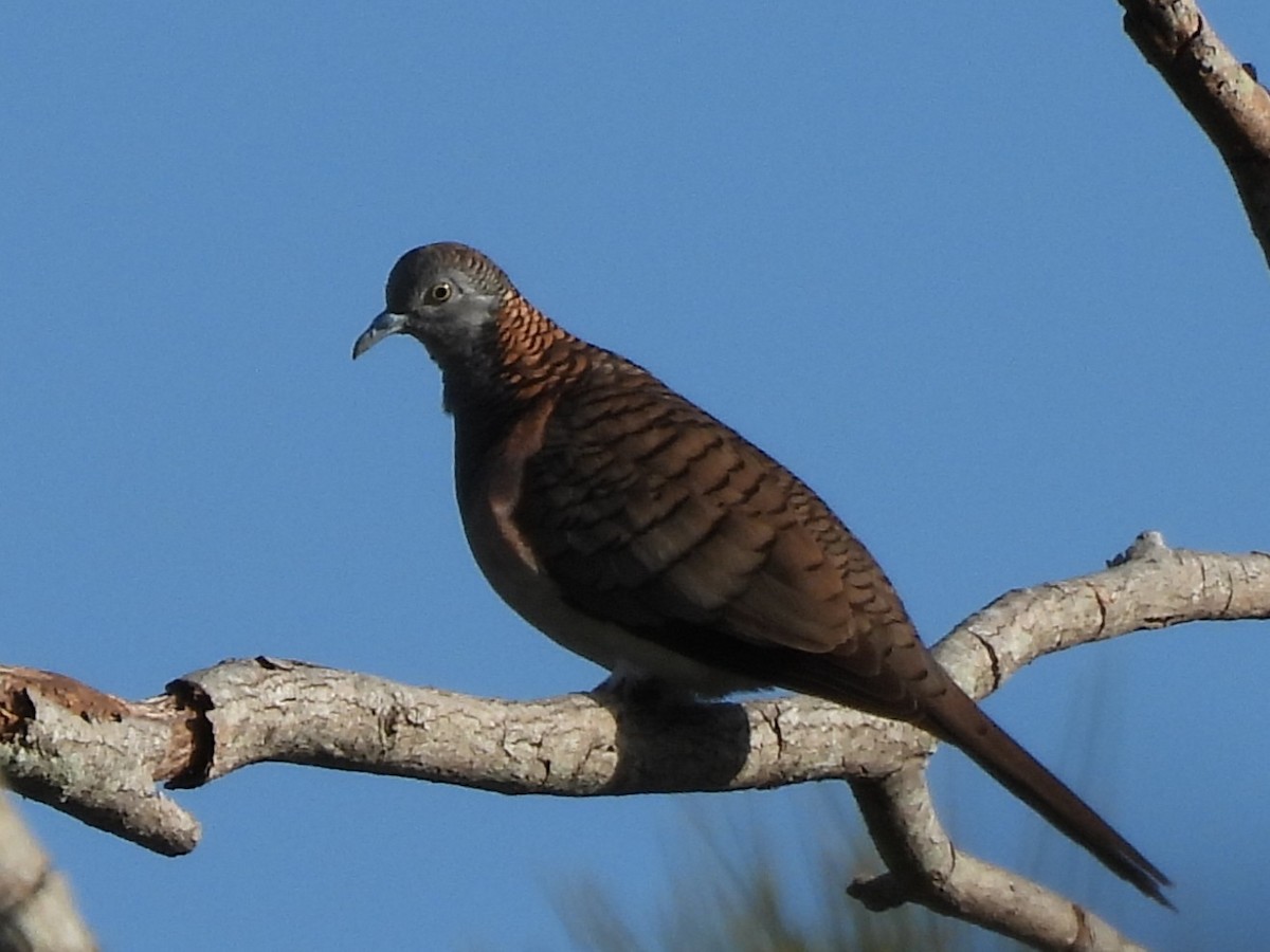 Bar-shouldered Dove - ML643865303