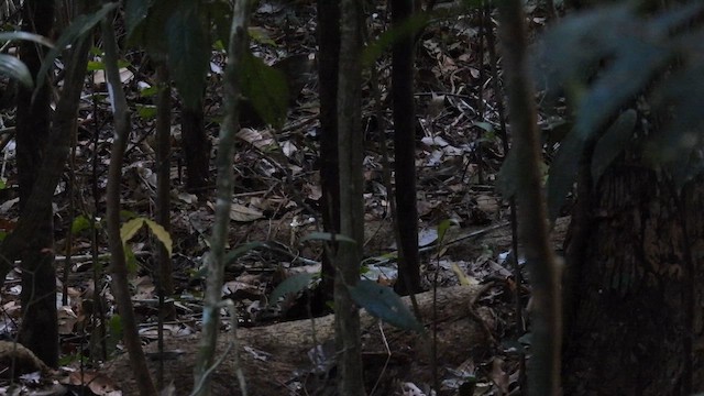 Rusty-belted Tapaculo - ML643865305