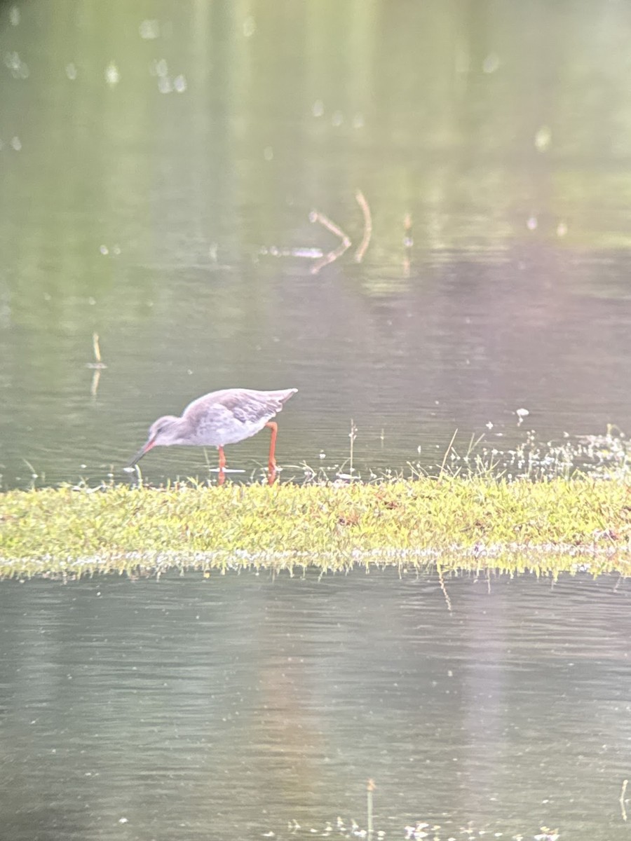 Common Redshank - ML643865307