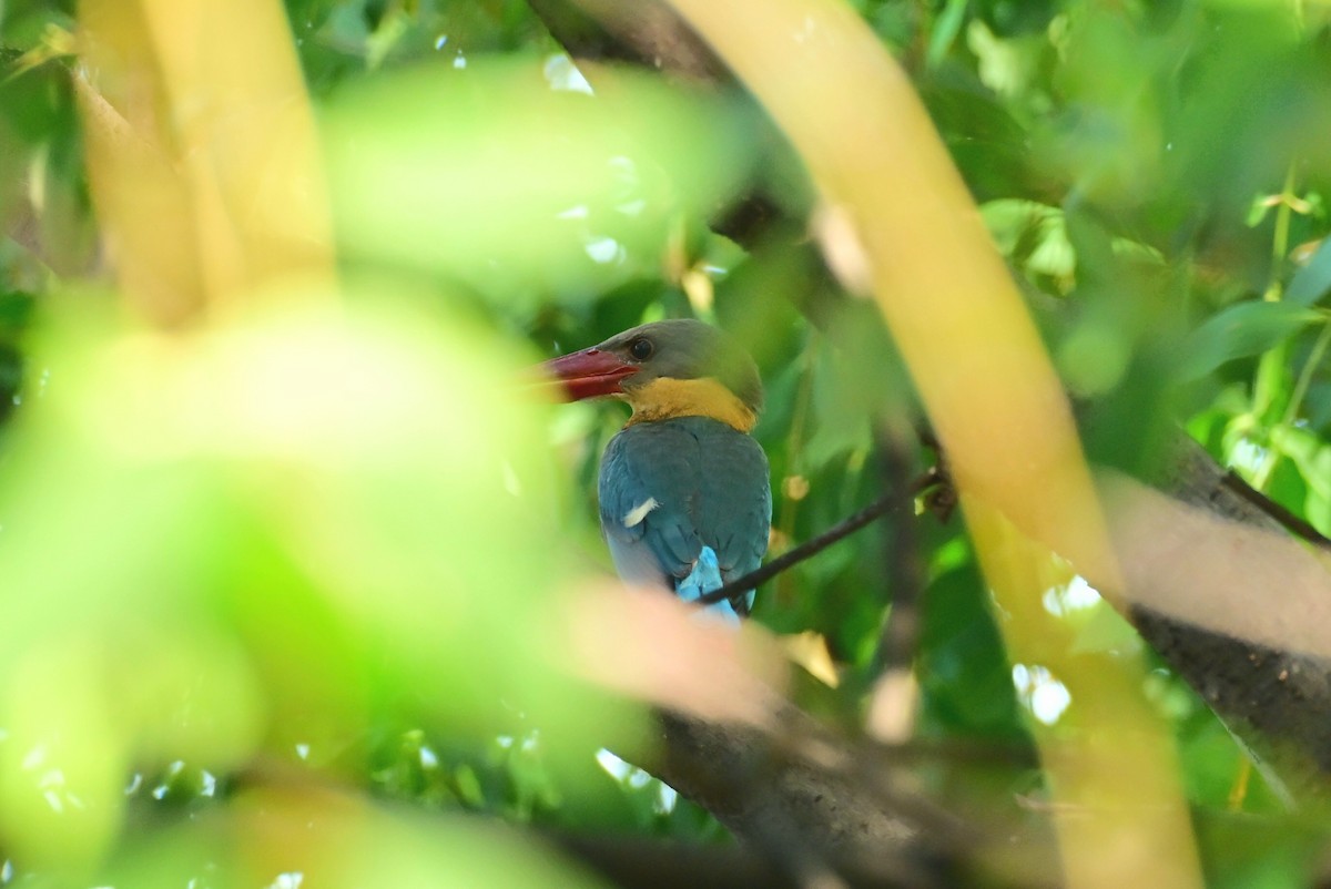 Stork-billed Kingfisher - ML643865333