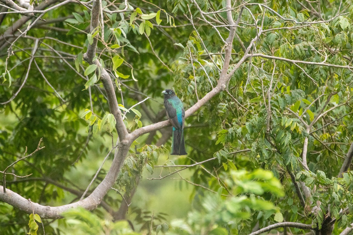 Black-headed Trogon - ML643865337
