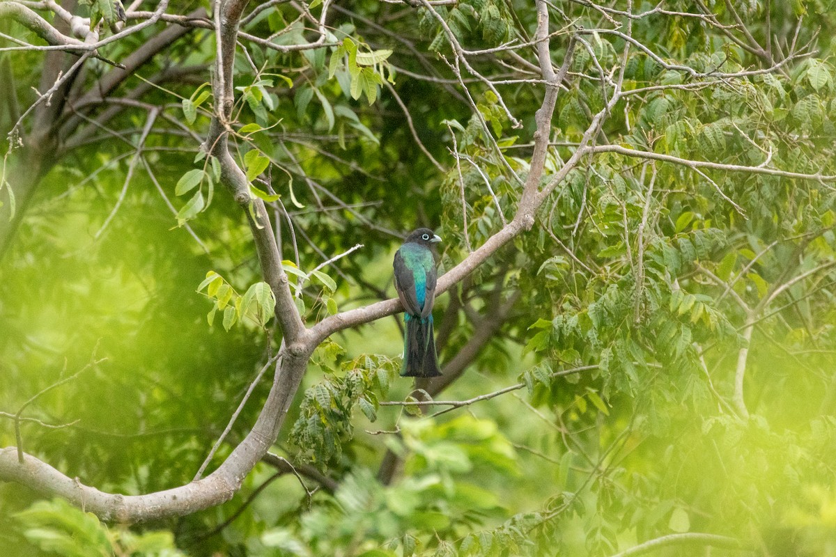 Black-headed Trogon - ML643865338