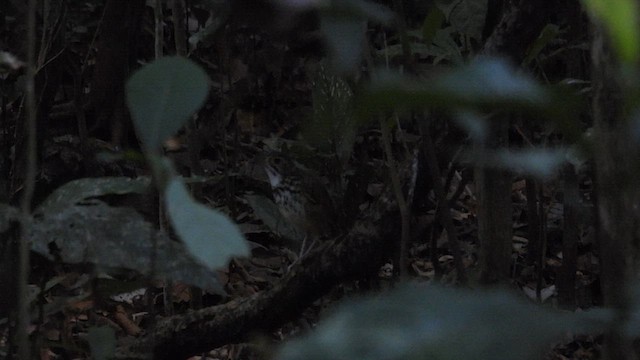 Alta Floresta Antpitta - ML643865346