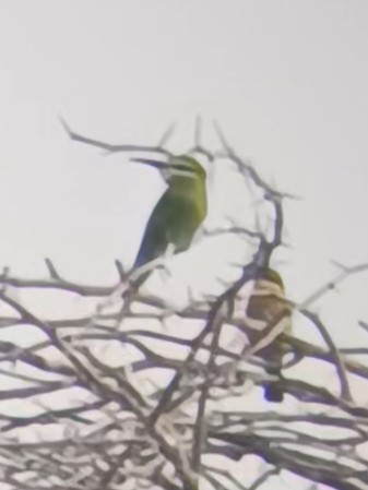 Blue-cheeked Bee-eater - ML643865349