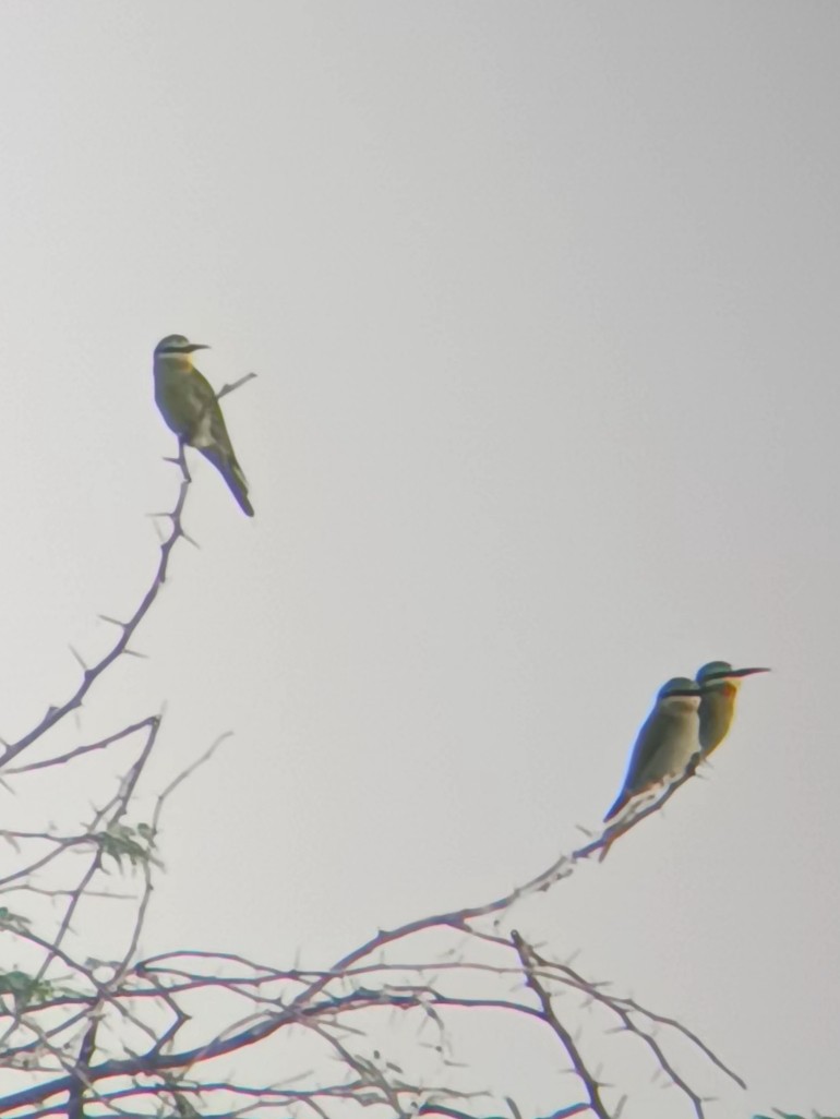 Blue-cheeked Bee-eater - ML643865350