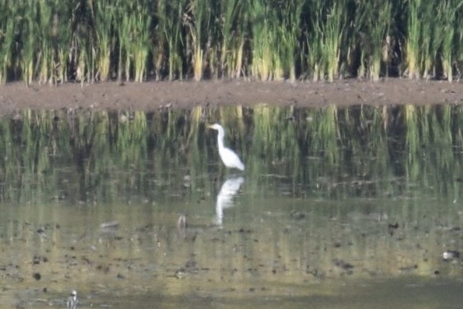 Airone bianco maggiore - ML643865353