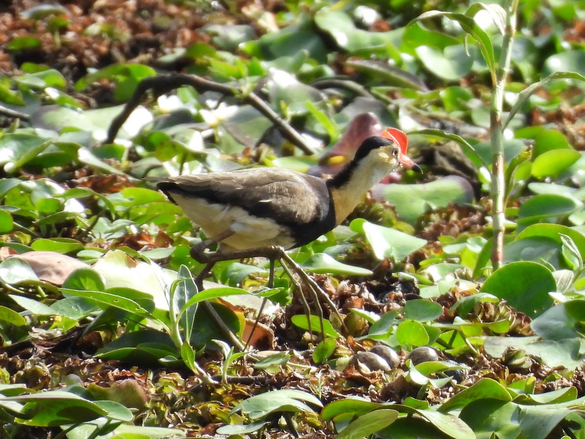 トサカレンカク - ML643865368