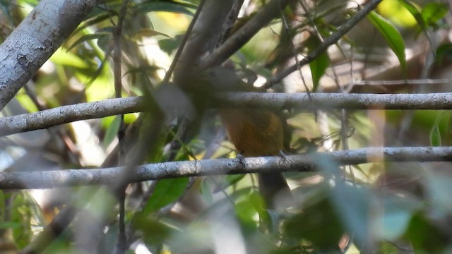 McConnell's Flycatcher - ML643865372