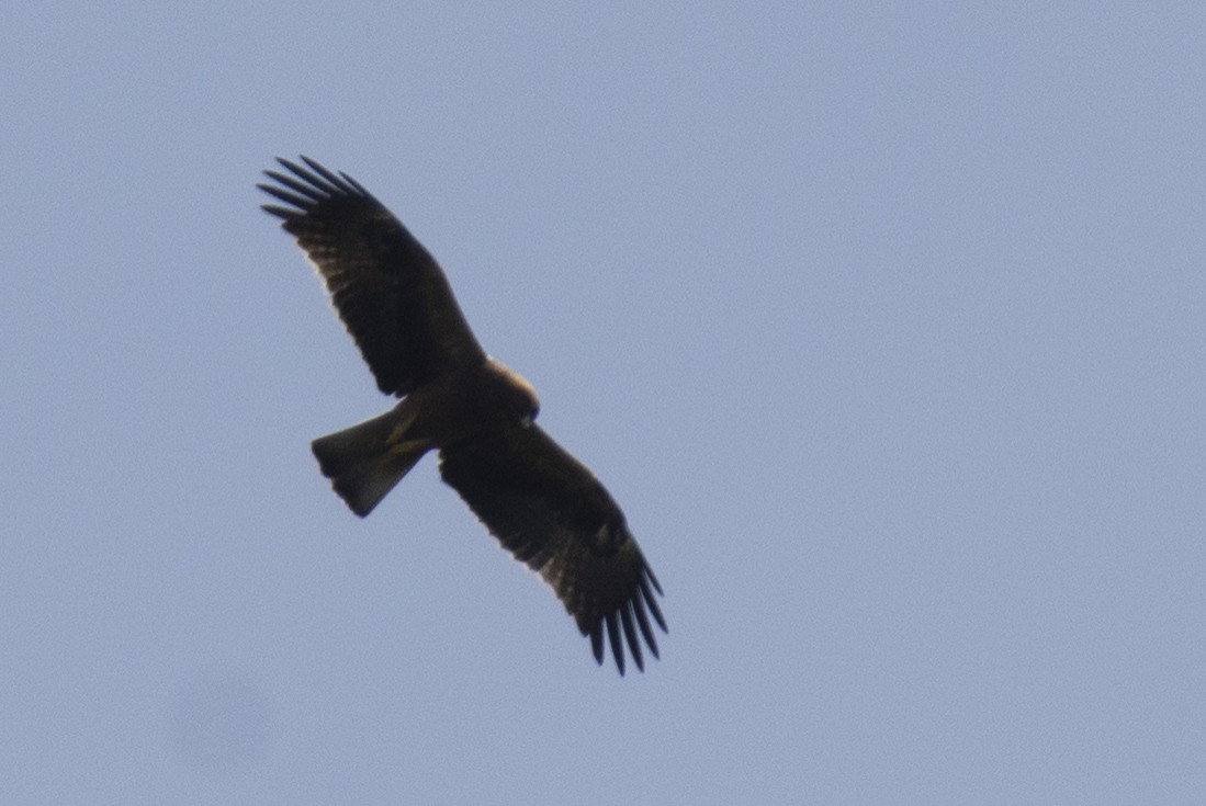 Бахим бүргэд - ML643865393