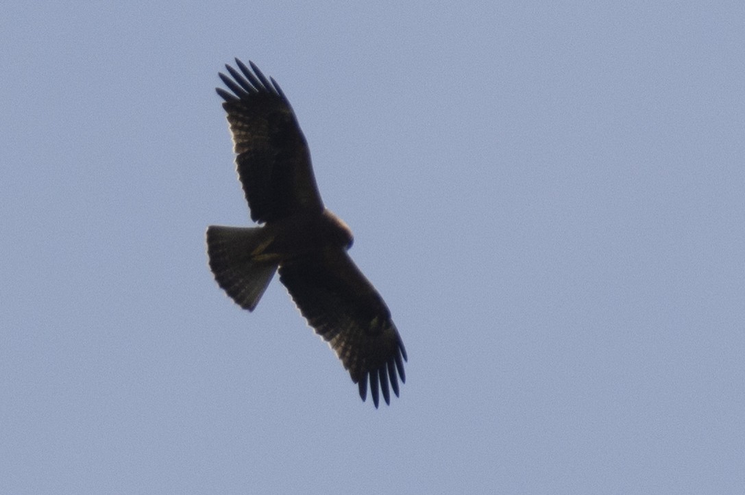 Бахим бүргэд - ML643865394