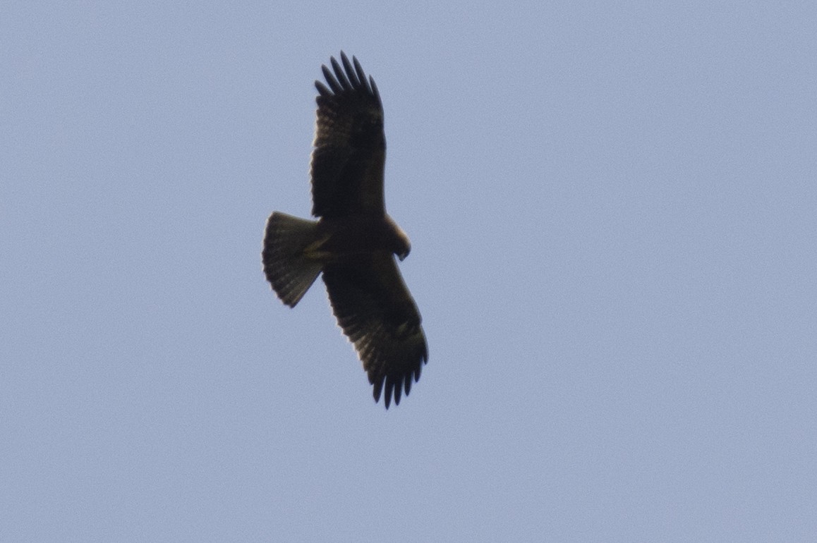 Бахим бүргэд - ML643865395