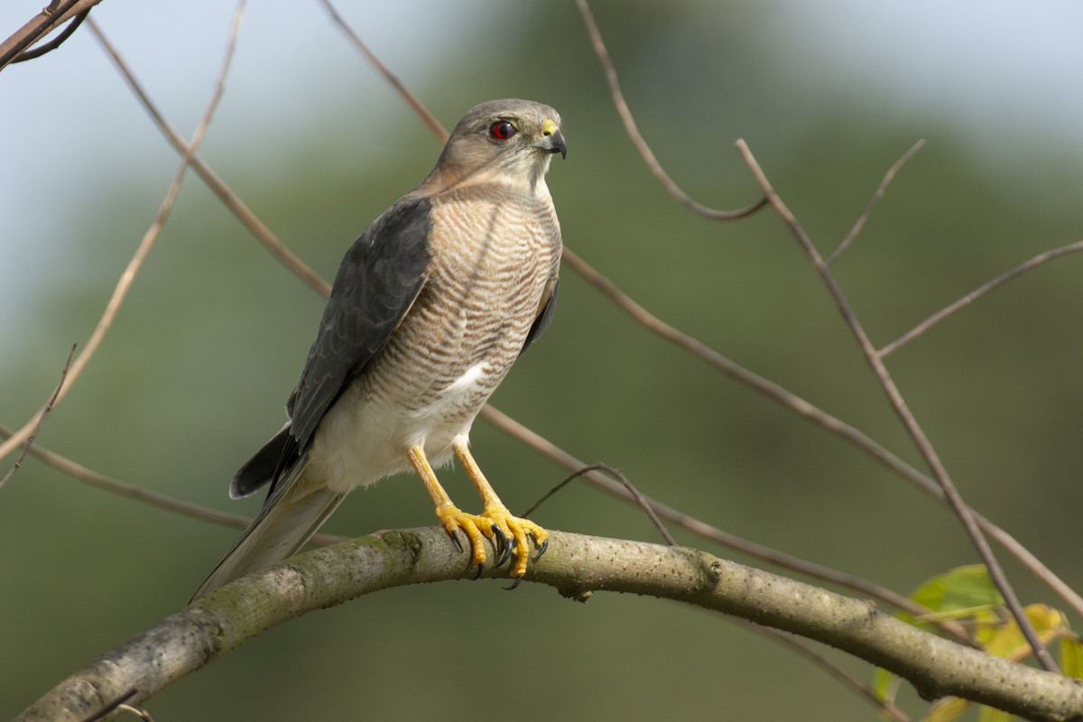 Үүрсээ харцага - ML643865401