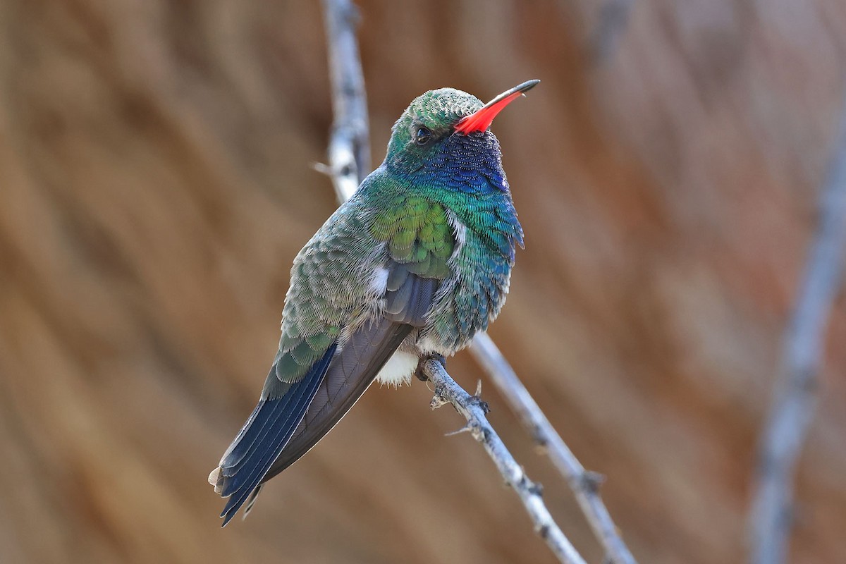 Broad-billed Hummingbird - ML643865423