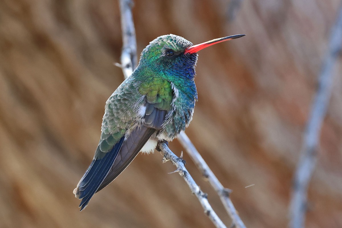 Broad-billed Hummingbird - ML643865424