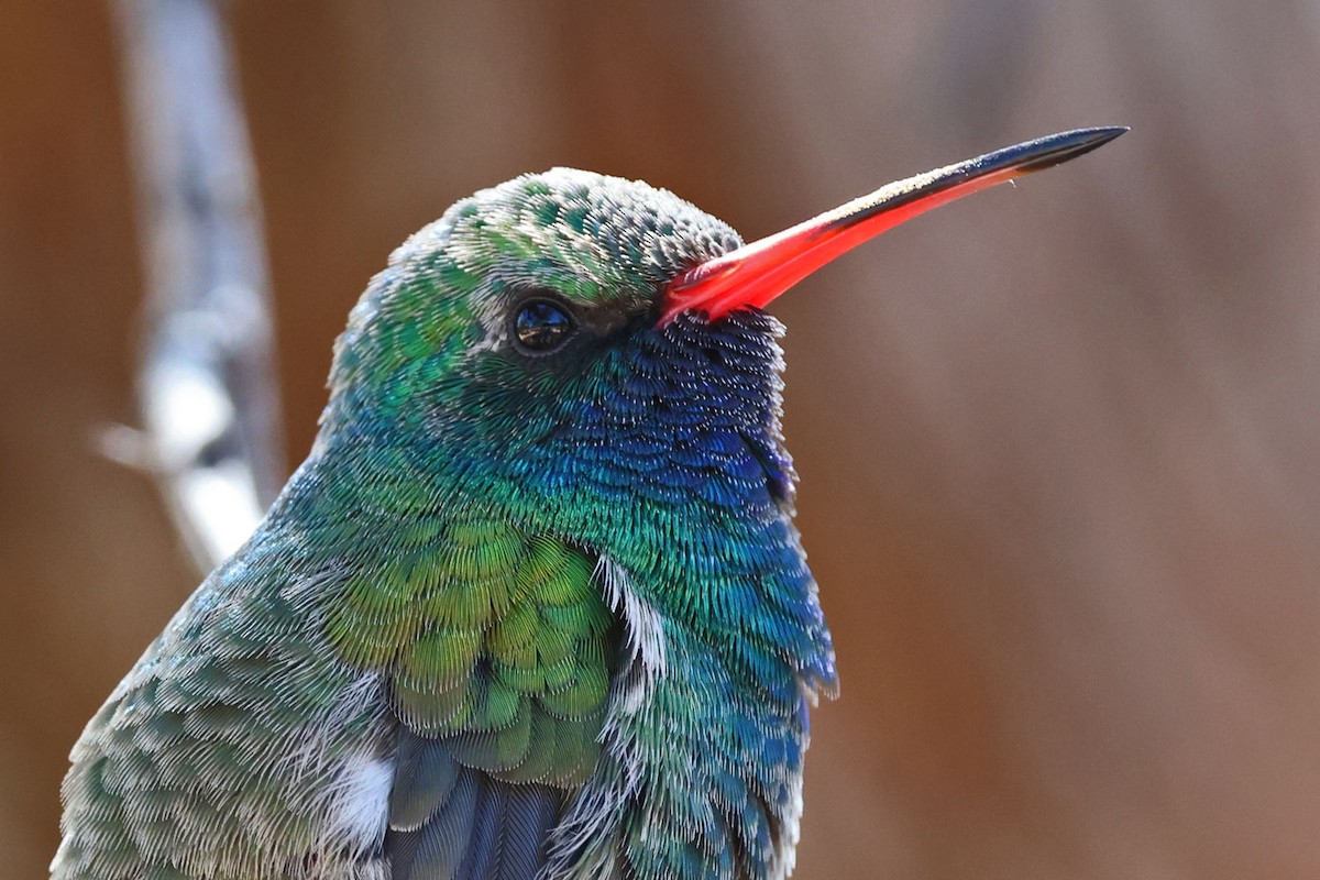 Broad-billed Hummingbird - ML643865425