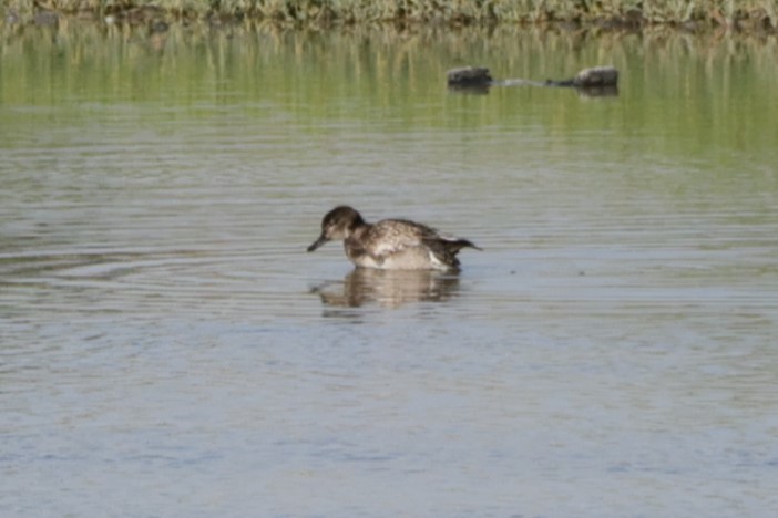 Common Pochard - ML643865430