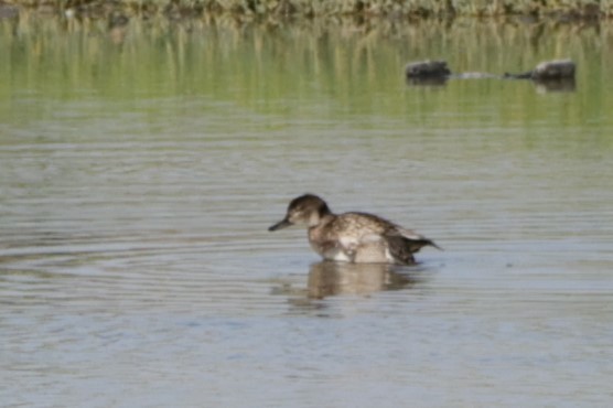 Common Pochard - ML643865431