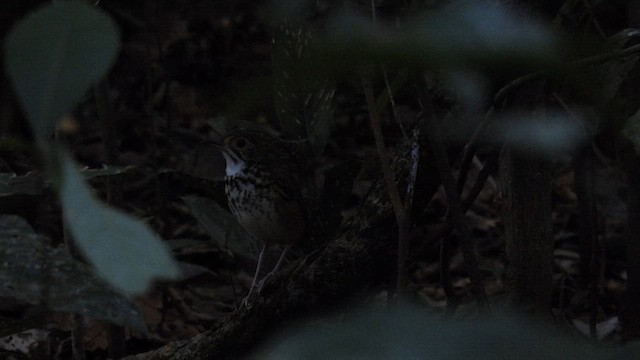 Alta Floresta Antpitta - ML643865436
