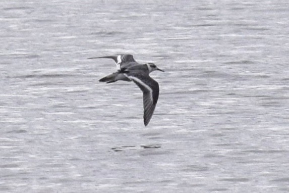 Falaropo beccolargo - ML643865447