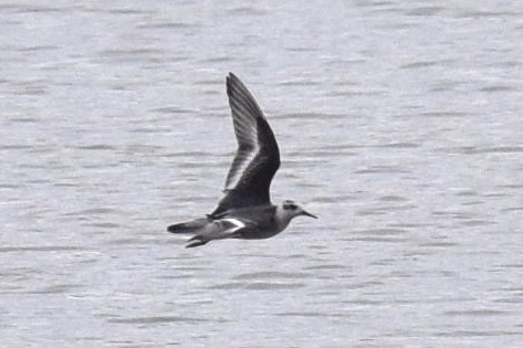 Falaropo beccolargo - ML643865448