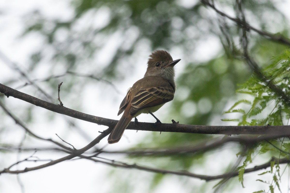 Nutting's Flycatcher - ML643865464