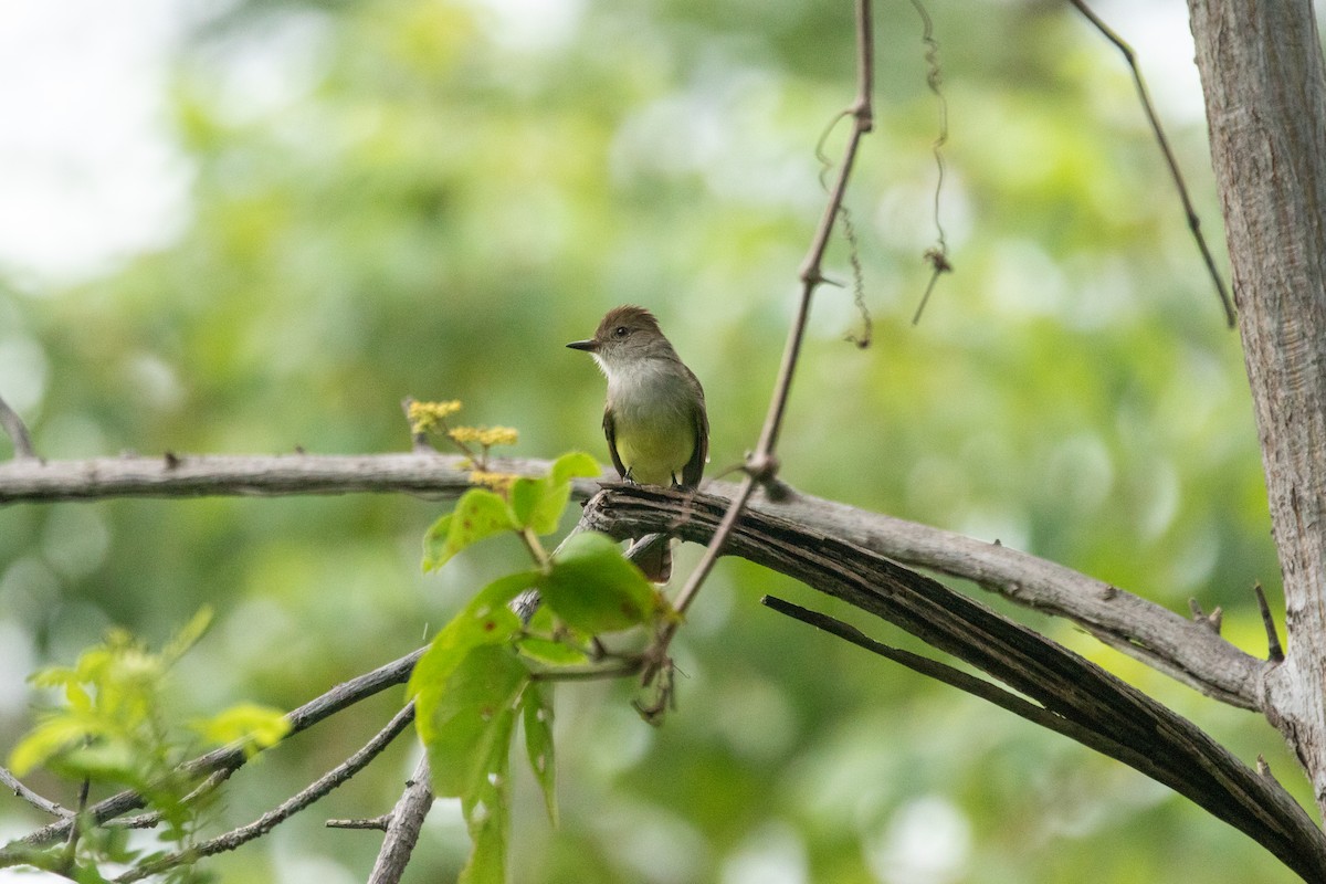 Nutting's Flycatcher - ML643865465