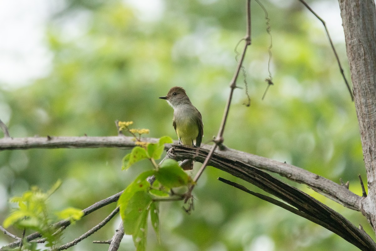 Nutting's Flycatcher - ML643865466
