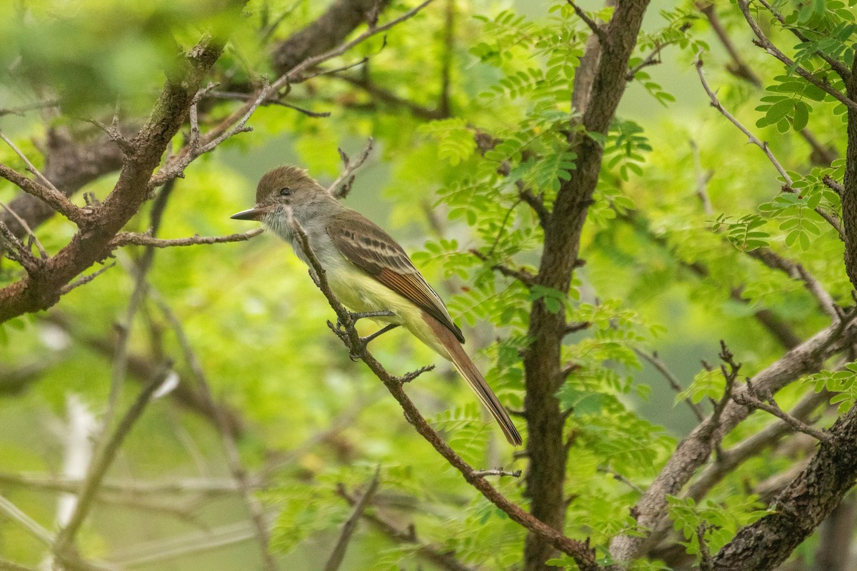 Nutting's Flycatcher - ML643865468