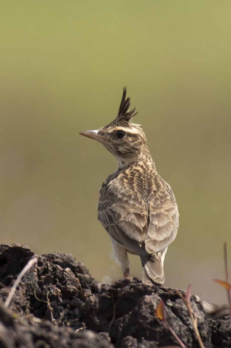 Malabar Lark - ML643865475