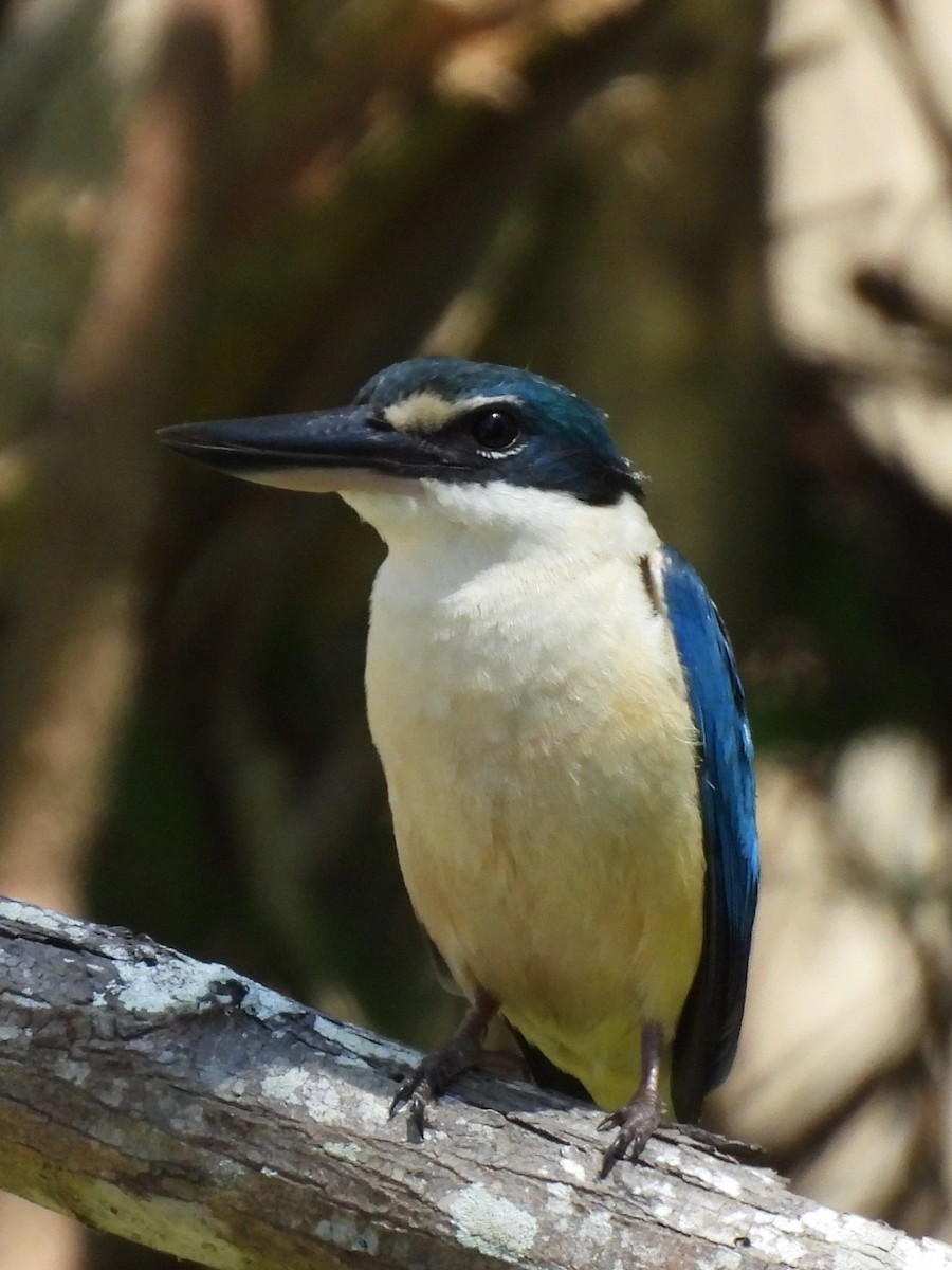 Sacred Kingfisher - ML643865476