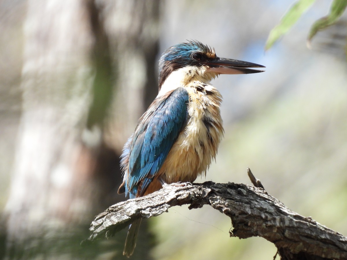 Sacred Kingfisher - ML643865480