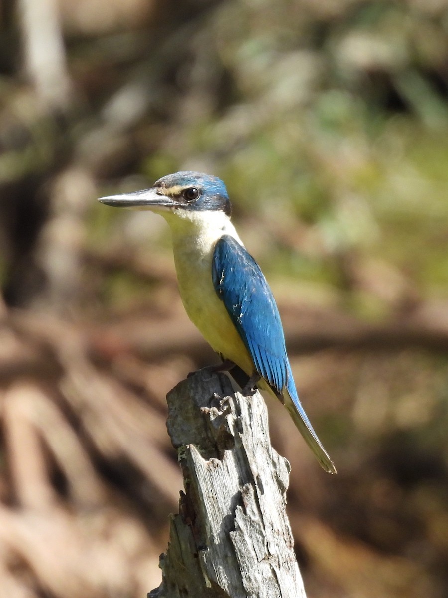 Sacred Kingfisher - ML643865488