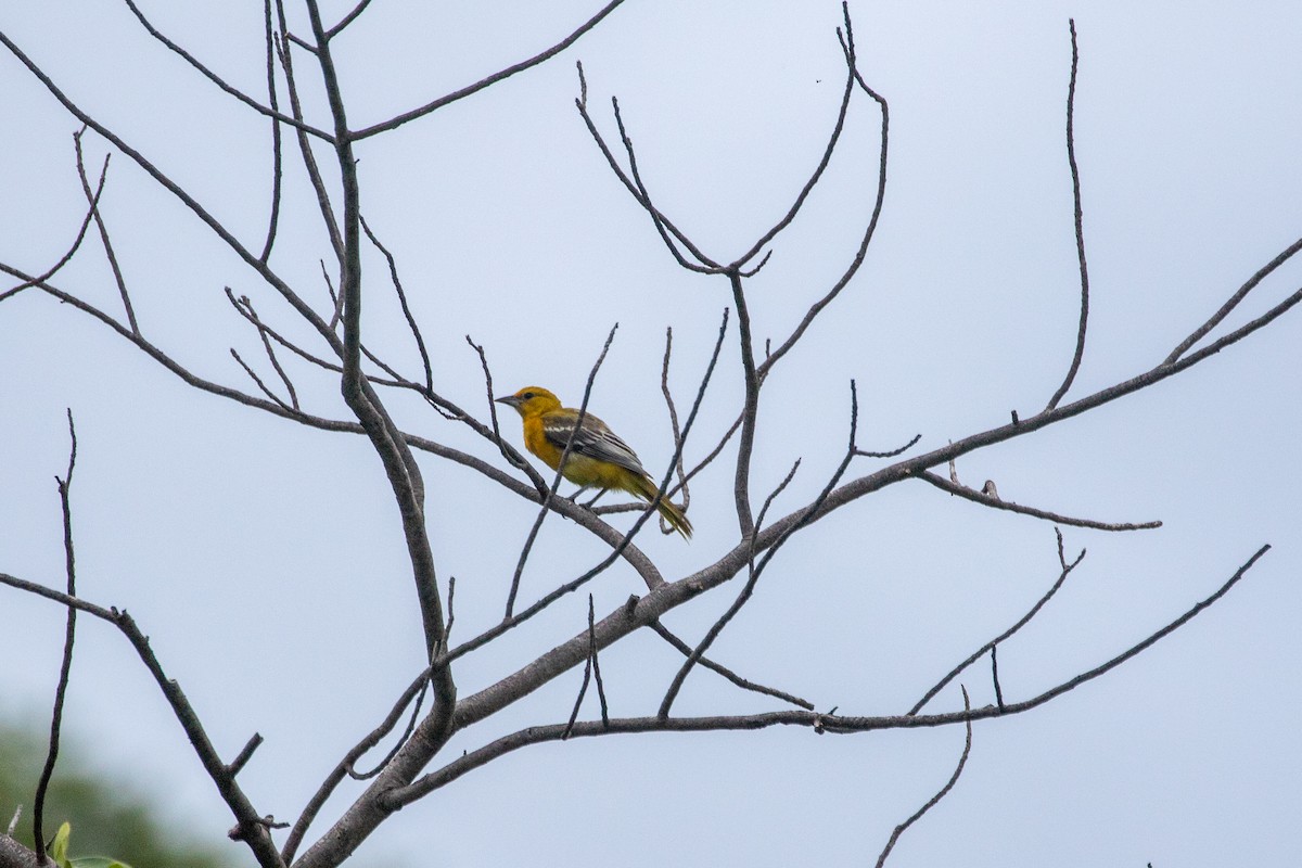 Streak-backed Oriole - ML643865504