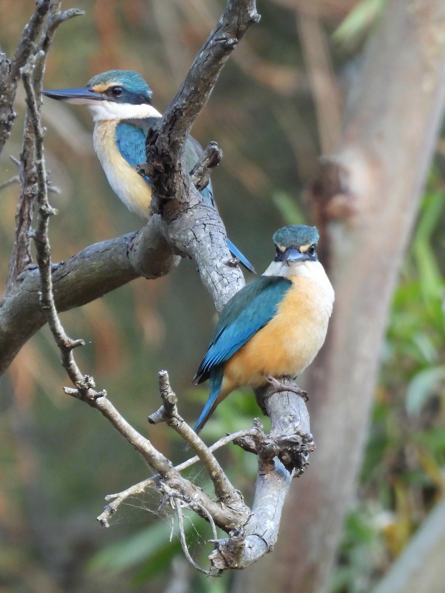 Sacred Kingfisher - ML643865505