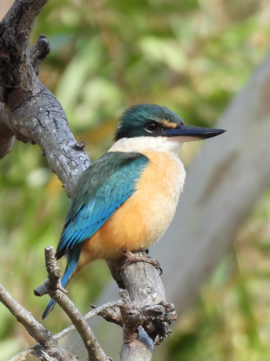Sacred Kingfisher - ML643865516