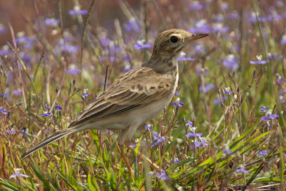 Pipit rousset - ML643865548